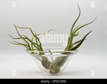 Tillandsia è una pianta senza radici. Assorbe le sue sostanze nutritive dall'umidità presente nell'aria. Concetto di cura delle piante. Foto Stock