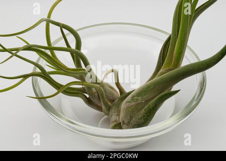 Tillandsia è una pianta senza radici. Assorbe le sue sostanze nutritive dall'umidità presente nell'aria. Concetto di cura delle piante. Foto Stock