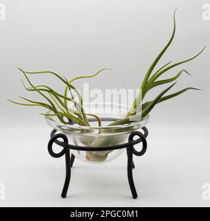 Tillandsia è una pianta senza radici. Assorbe le sue sostanze nutritive dall'umidità presente nell'aria. Concetto di cura delle piante. Foto Stock