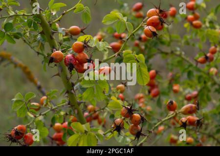 Rosa canina è una pianta perenne della famiglia delle rose, un alto cespuglio con rami arcuati pendenti coperti da forti spine uncinate. Vitamina, medicinale Foto Stock