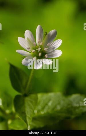 Erba di pollo comune, Stellaria media, fiore bianco con sfondo verde sfocato. Foto Stock