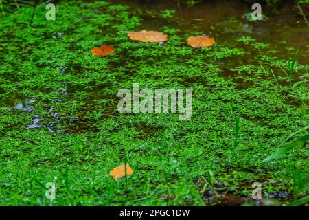 Callitriche palustris un erba palustre. piante sott'acqua con rosette galleggianti o in crescita su fango umido. Foto Stock