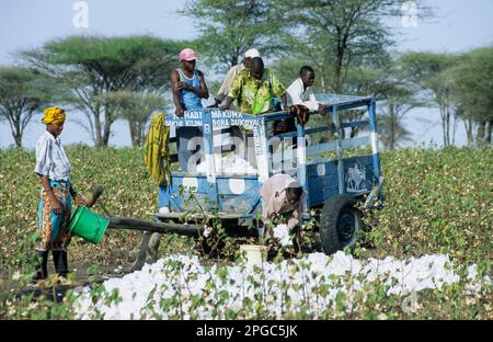 TANZANIA, Shinyanga, cotonicoltura, contadino di piccola taglia raccolta cotone / TANSANIA, Baumwollanbau, Kleinbauern bei Ernte von Baumwolle Foto Stock