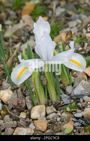 Nano Iris, Iris, Ritratto, rockery, Giardino, Iris reticulata 'Caucaso Bianco' Primavera, Fiore, bello, fiore Foto Stock