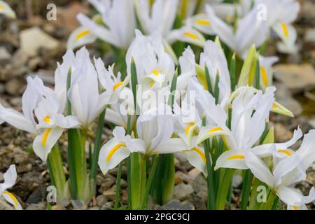 Primavera, rockery, Giardino, Hardy, Perennial, Pianta, Iris Caucaso Bianco, Closeup, Fiori, Iris reticulata Foto Stock
