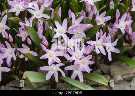 Glory-of-the-Snow, Scilla forbesei 'Gigante Rosa', primavera primaverile, rockery, Giardino, Hardy, Perenne, bassa, pianta, Scilla 'Rosa Giant' Foto Stock