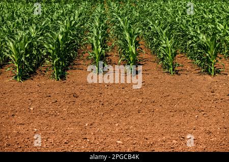 Piante giovani di mais verde piantagione coltivata in un campo coltivato perfettamente pulito piantagione agricola senza erbacce, vista ad angolo basso fuoco selettivo Foto Stock