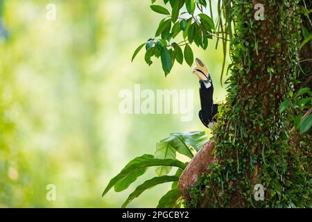 Adulto maschio orientale pied hornbill chiamata femmina ad un potenziale sito di nido in un albero, Singapore. Foto Stock