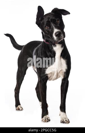 Cane di razza mista in piedi isolato su sfondo bianco Foto Stock