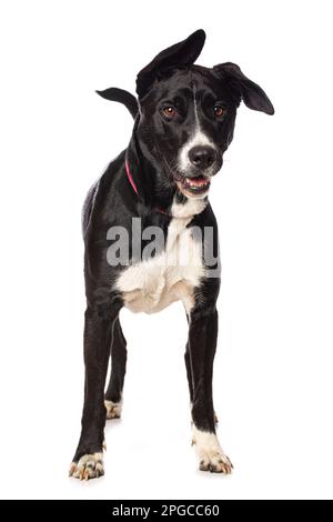 Cane di razza mista in piedi isolato su sfondo bianco Foto Stock