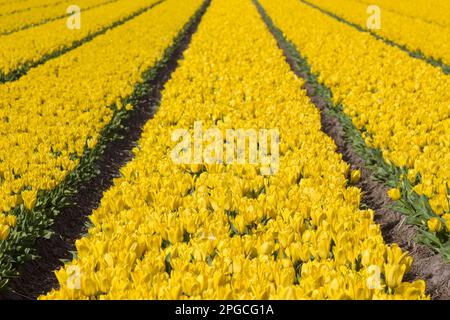 Campo di tulipani nei Paesi Bassi - tulipani gialli Foto Stock