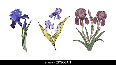 Botanical set di fiori mese di nascita di Iris febbraio Illustrazione Vettoriale