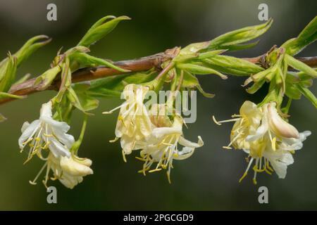 Honeysuckle, Lonicera purpurpursii 'Winter Beauty', Lonicera, primo piano, Flower, Lonicera 'Winter Beauty', Inizio primavera, Bloom on Branch Foto Stock