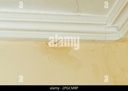 Stampo dal tetto che perde. Macchie d'acqua e muffa su una parete beige. Tetto vecchio. Crepe sul soffitto e sulla parete. Foto Stock