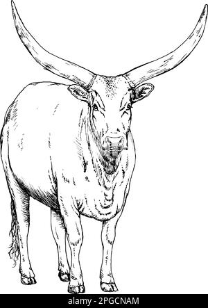 Disegno a mano realistico di un ankole a forma di corna lunga, illustrazione vettoriale Illustrazione Vettoriale