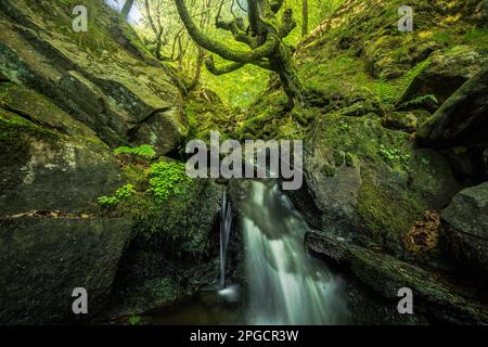 Vista panoramica della cascata che scorre attraverso rocce ricoperte di muschio circondato da alberi nella foresta Foto Stock
