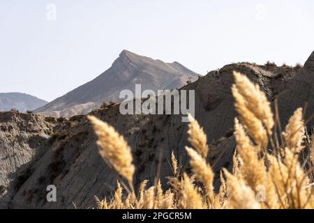 Pittoresca vista delle spikelets asciutte che crescono nel deserto di Tabernas contro la cresta rocciosa di montagna situata in Spagna il giorno di sole Foto Stock