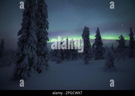 Aurora boreale nel Parco Nazionale Pallas-Yllästunturi, Muonio, Lapponia, Finlandia Foto Stock