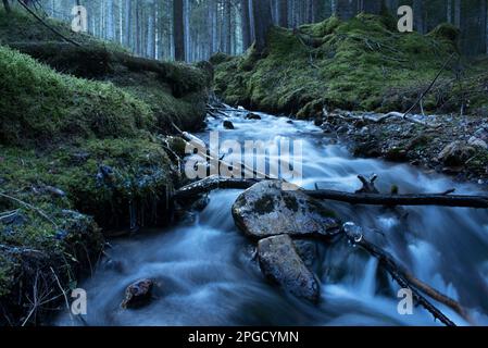 un corso d'acqua in un bosco di montagna Foto Stock