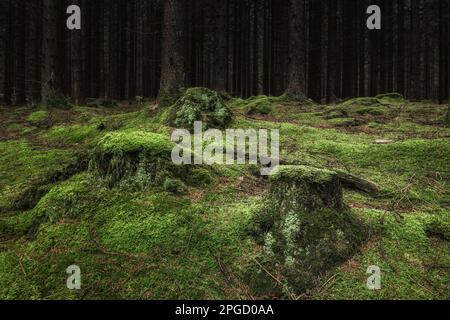 Una foresta scura e di vecchia crescita in Svezia, con una vegetazione lussureggiante e tronchi di alberi pustolosi che creano un'atmosfera tranquilla ma putridosa. Foto Stock