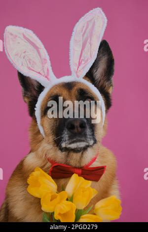 Concetto di animale domestico che celebra la Pasqua cattolica in costume lepre. Pastore tedesco con orecchie di coniglietto pasquale su sfondo rosa. Il cane indossa la cravatta rossa dell'arco e si siede Foto Stock