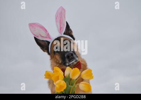 Il cane gentleman indossa la cravatta rossa dell'arco all'aperto. Biglietto d'auguri. Concetto di animale domestico che celebra la Pasqua cattolica. Pastore tedesco con orecchie rosa coniglietto pasquale e bo Foto Stock