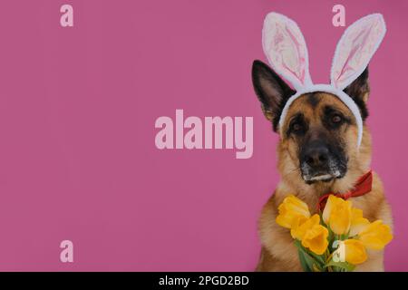 Concetto di animale domestico che celebra la Pasqua cattolica in costume lepre. Pastore tedesco con orecchie di coniglietto pasquale su sfondo rosa. Biglietto d'auguri. Cane indossa rosso bo Foto Stock