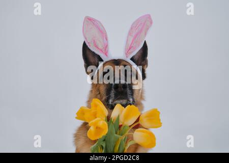 Il cane gentleman indossa la cravatta rossa dell'arco all'aperto. Biglietto d'auguri. Concetto di animale domestico che celebra la Pasqua cattolica. Pastore tedesco con orecchie rosa coniglietto pasquale e bo Foto Stock