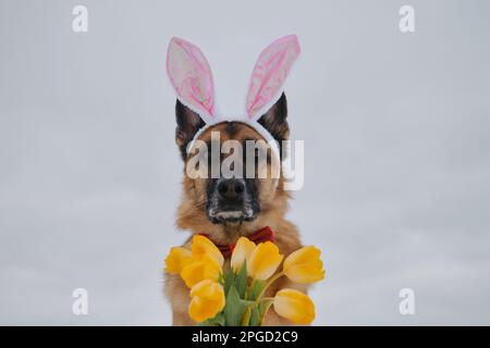 Il cane gentleman indossa la cravatta rossa dell'arco all'aperto. Biglietto d'auguri. Concetto di animale domestico che celebra la Pasqua cattolica. Pastore tedesco con orecchie rosa coniglietto pasquale e bo Foto Stock