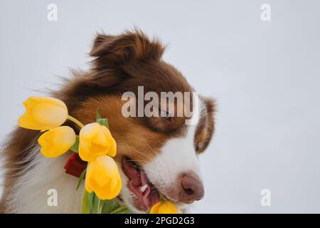 Pastore Australiano con tulipani giallo bouquet incontra la primavera. Gentleman dog indossa una cravatta rossa ad arco. Biglietto d'auguri per la Giornata Internazionale della Donna o per il Bi felice Foto Stock