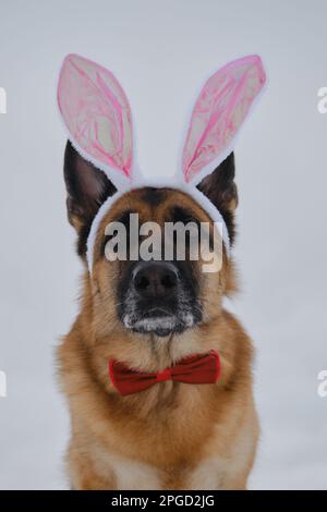 Il pastore tedesco indossa le orecchie rosa del coniglietto pasquale sulla testa. Cane in costume di lepre contro cielo grigio nuvoloso. Guarda avanti con un look serio. Concetto di animale domestico celebrità Foto Stock