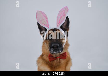 Il pastore tedesco indossa le orecchie rosa del coniglietto pasquale sulla testa. Cane in costume di lepre contro cielo grigio nuvoloso. Guarda avanti con un look serio. Concetto di animale domestico celebrità Foto Stock