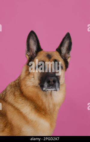 Nero rosso tedesco Shepherd studio ritratto primo piano su sfondo rosa. Il cane con il volto serio guarda in avanti. Animale domestico di mezza età con muzzl grigio Foto Stock