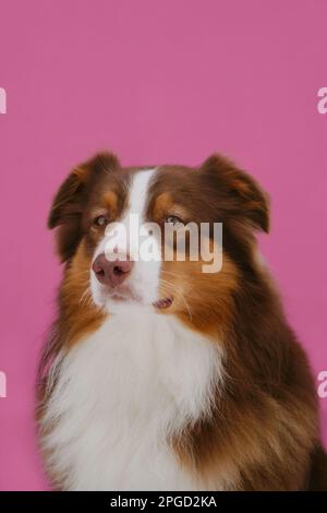 Primo piano di uno studio di Pastore australiano marrone su sfondo rosa. Dog con il viso intelligente e serio guarda in avanti, vista frontale. Affascinante australiano rosso tri Foto Stock