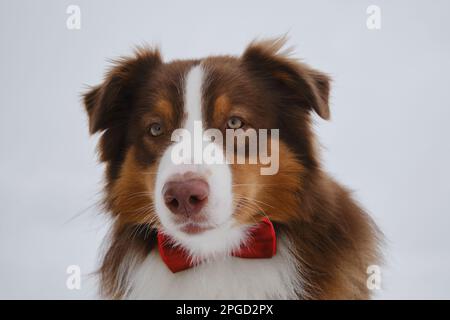 Il pastore australiano marrone indossa una cravatta rossa intorno al collo. Cane in tuta da uomo contro il cielo grigio. Il concetto di PET sembra elegante come umano. Aus Foto Stock