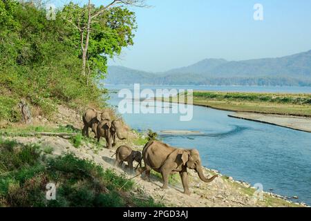 Elephant River attraversando mandria con giovani Foto Stock