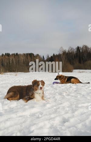 Gli animali di concetto hanno divertimento nella natura senza la gente. Due cani migliori amici che si trovano e riposano in inverno parco neve insieme. Pastore australiano e tedesco A. Foto Stock