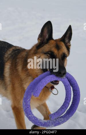 Il pastore tedesco attraversa la neve nel parco invernale con giocattoli nei denti e sorrisi. Cane che gioca con gli occhi chiusi con piacere, primo piano ritratto. Concetto Foto Stock