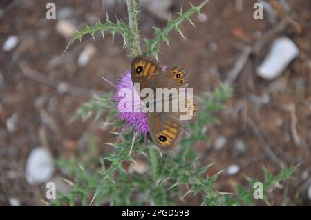 Maria cardo con fiore in estate, Silybum marianum.Maniola jurtina, Maniola jurtina marrone su Silybum spectabile rosa Fiore al tramonto. Foto Stock