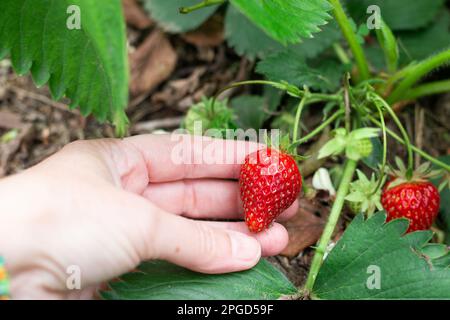 Raccolta di fragole mature e succose in giardino. La mano di una donna sceglie una bacca dal cespuglio. Foto Stock