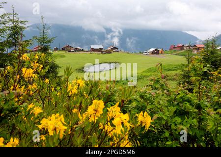 ALTOPIANO di BADARA a Rize, Turchia. Questo altopiano si trova nel distretto di Camlihemsin della provincia di Rize. Regione delle montagne di Kackar. Foto Stock