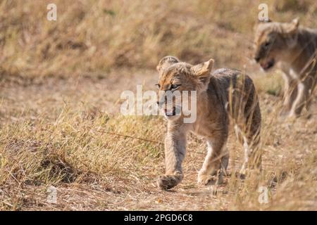 Leone bambino, (Panthera leo), cucciolo cammina verso la macchina fotografica. Immagine ad angolo basso dell'animale giovane selvatico. Delta di Okavago, Botswana, Africa Foto Stock