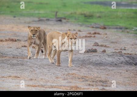 2 leonesse, (Panthera leo), giocare lotta. Un animale attacca l'altro leone femminile. Delta dell'Okavango, Botswana, Africa Foto Stock