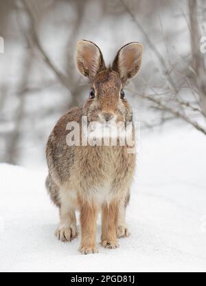 Coniglio cottontail orientale seduto in una foresta invernale. Foto Stock