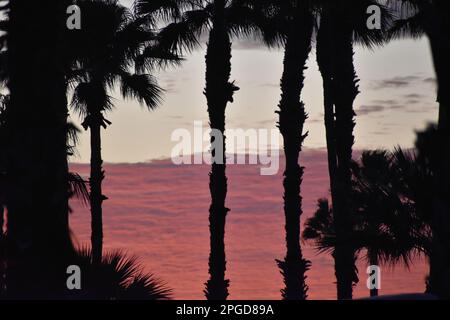 Silhouette di palma di prima mattina davanti a un'alta nuvola rosa rossa arancione e blu Foto Stock