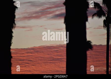 Silhouette di palma di prima mattina davanti a un'alta nuvola rosa rossa arancione e blu Foto Stock