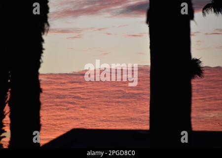 Silhouette di palma di prima mattina davanti a un'alta nuvola rosa rossa arancione e blu Foto Stock