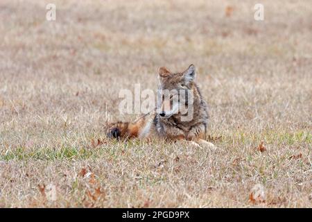 Un coyote che dorme in una prateria aperta. La testa è sollevata e gli occhi sono chiusi. Foto Stock