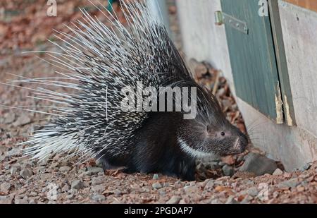 22 marzo 2023, Sassonia-Anhalt, Thale: Nello zoo di Hexentanzplatz a Thale, sui monti Harz, è riapparso uno dei portici mancanti. La signora maiale 'Brain' è tornato al giardino zoologico da sola. Il suo partner 'Pinky' è ancora in movimento. Fu avvistato a 10 chilometri di distanza, ma fuggì di nuovo. Non è chiaro se sarà mai ritrovato. I due portici erano scomparsi da sabato. Foto: Matthias Bein/dpa Foto Stock