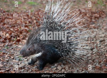 22 marzo 2023, Sassonia-Anhalt, Thale: Nello zoo di Hexentanzplatz a Thale, sui monti Harz, è riapparso uno dei portici mancanti. La signora maiale 'Brain' è tornato al giardino zoologico da sola. Il suo partner 'Pinky' è ancora in movimento. Fu avvistato a 10 chilometri di distanza, ma fuggì di nuovo. Non è chiaro se sarà mai ritrovato. I due portici erano scomparsi da sabato. Foto: Matthias Bein/dpa Foto Stock